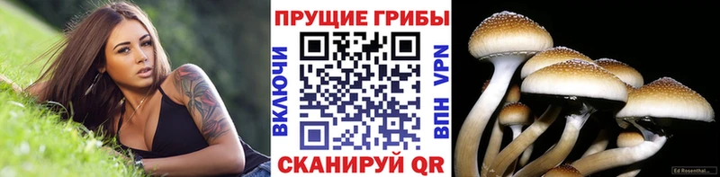 Галлюциногенные грибы GOLDEN TEACHER  блэк спрут зеркало  Биробиджан 